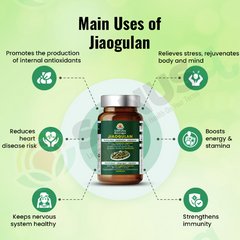Jiaogulan herb (vegetable) capsules - 500 mg | SANUSq Health