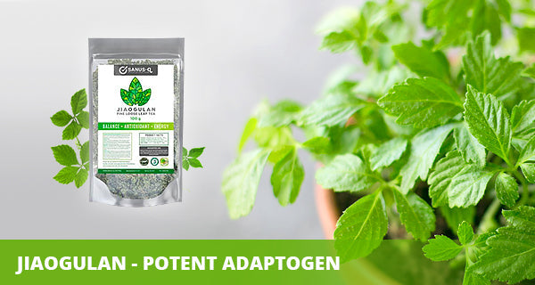 Jiaogulan - Potent adaptogen