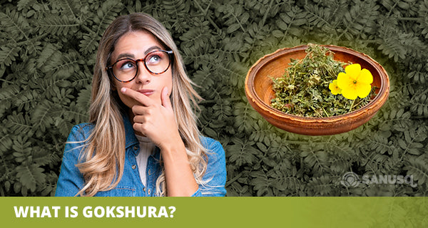 Gokshura benefits and uses